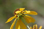 Shortleaf sneezeweed